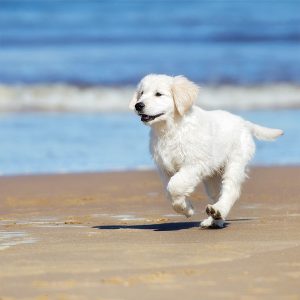 A happy puppy running on the beach