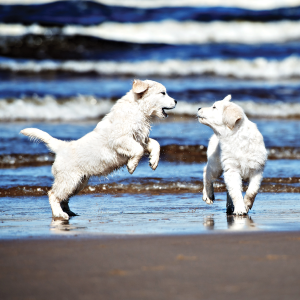 Natural raw food improves dog ensures growth and nutrition