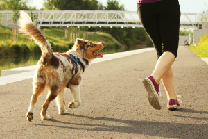 Raw food diet benefits for dogs – healthy weight management
