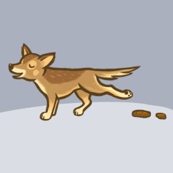 Chihuahua Dog Poop