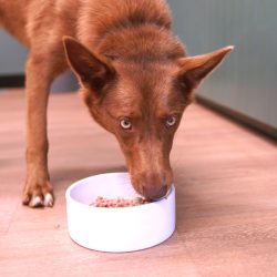 Koolie dog eating raw food