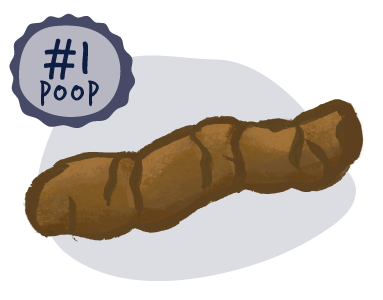 The Perfect Poo